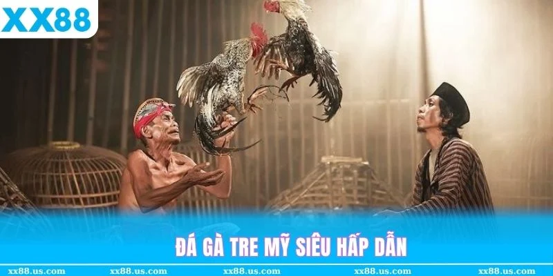 Đá gà tre mỹ tuy không uy lực nhưng xem tại XX88 rất mãn nhãn